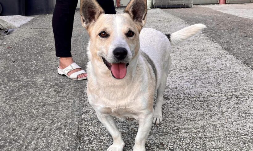 MAXIMILIAN – ca. 8,5 Jahre