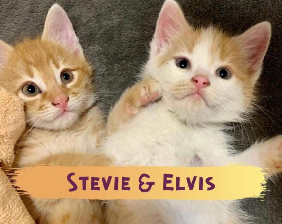 STEVIE&ELVIS – ca. 3 Monate