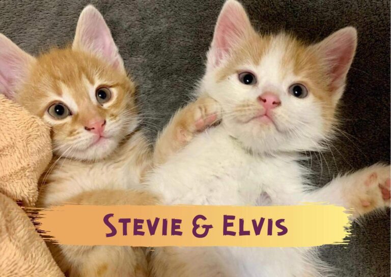 Stevie und Elvis