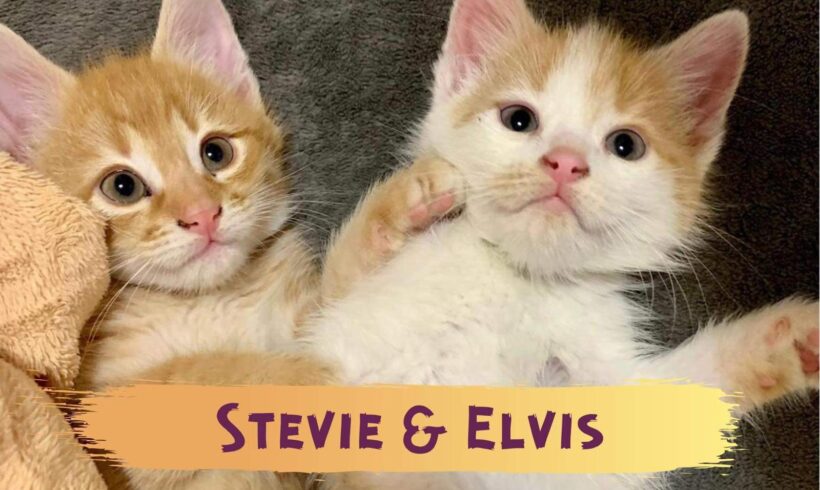 STEVIE&ELVIS – ca. 3 Monate