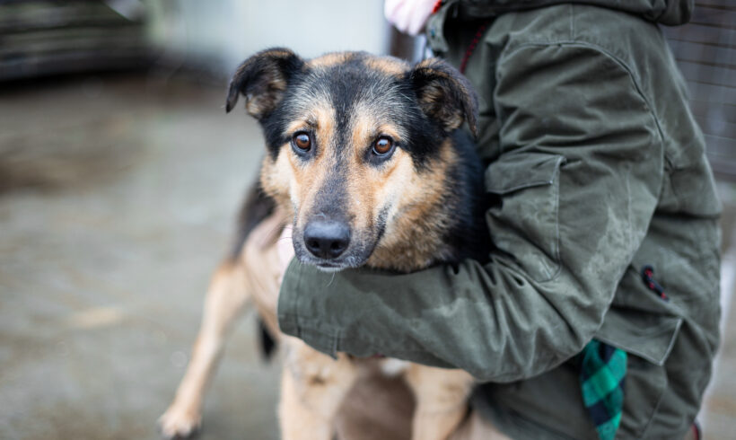 MAMBO – ca. 2,5 Jahre