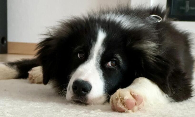 SERAPHINA – ca. 5 Monate