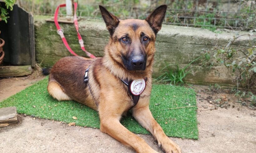 SKYLER – ca. 2 Jahre