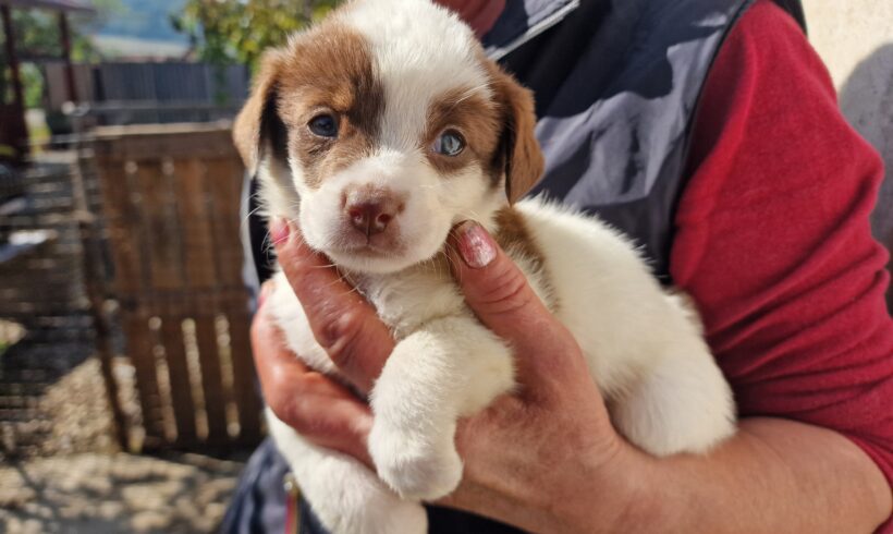 DASCHENKA – ca. 3 Monate