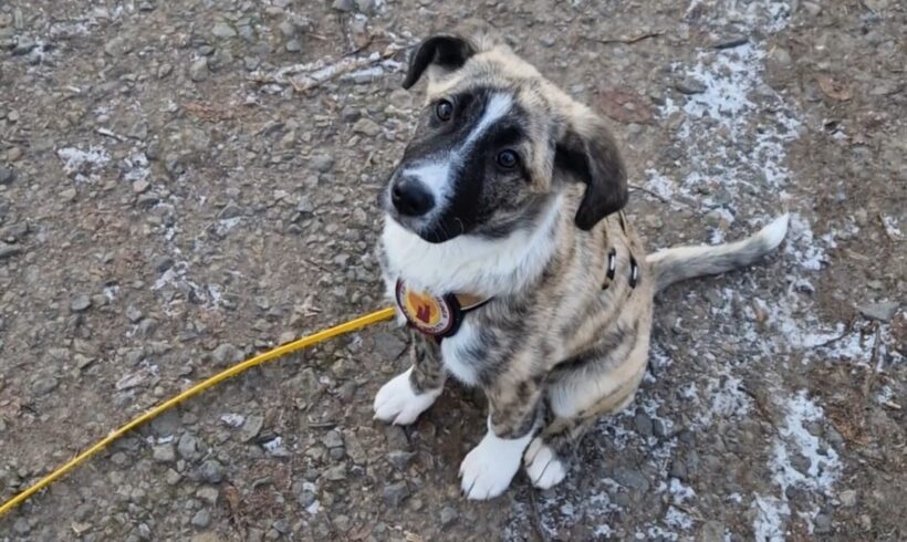 LIVA – ca. 7 Monate