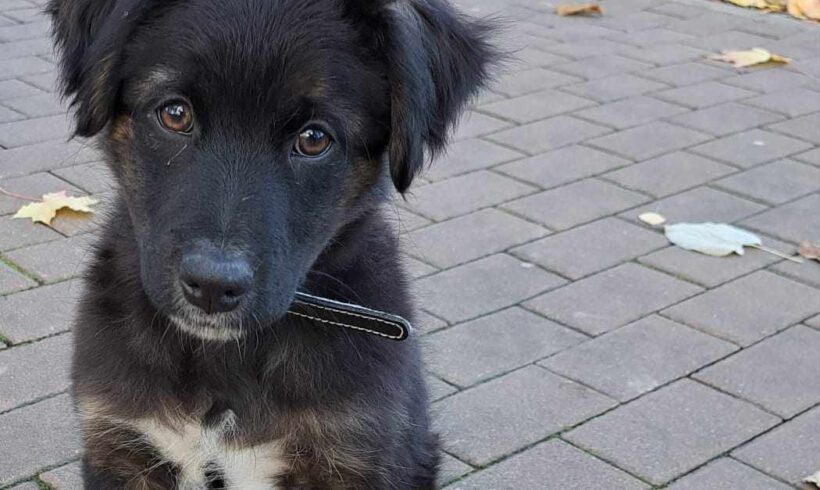 LITTLE JOHN – ca. 3 Monate