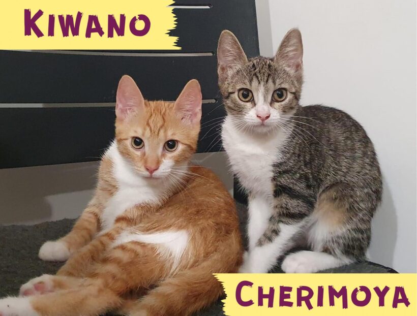 KIWANO&CHERIMOYA – ca. 5 Monate