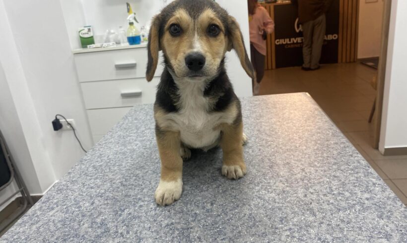 RALA – ca. 4 Monate