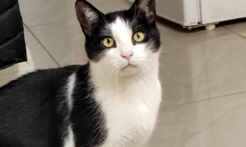 MURRAY – ca. 3,5 Jahre