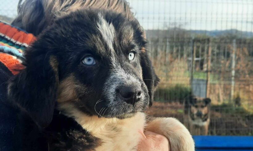 RUBY – ca. 3 Monate