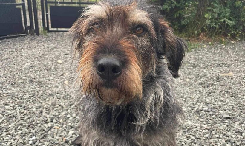 FR. SCHNEIDER – ca. 5 Jahre