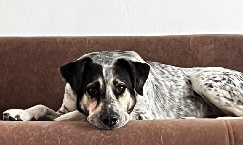 JUSPER – ca. 4 Jahre