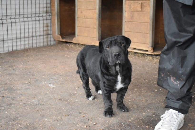 BABE – Mini Shar Pei – ca. 1,5 Jahre