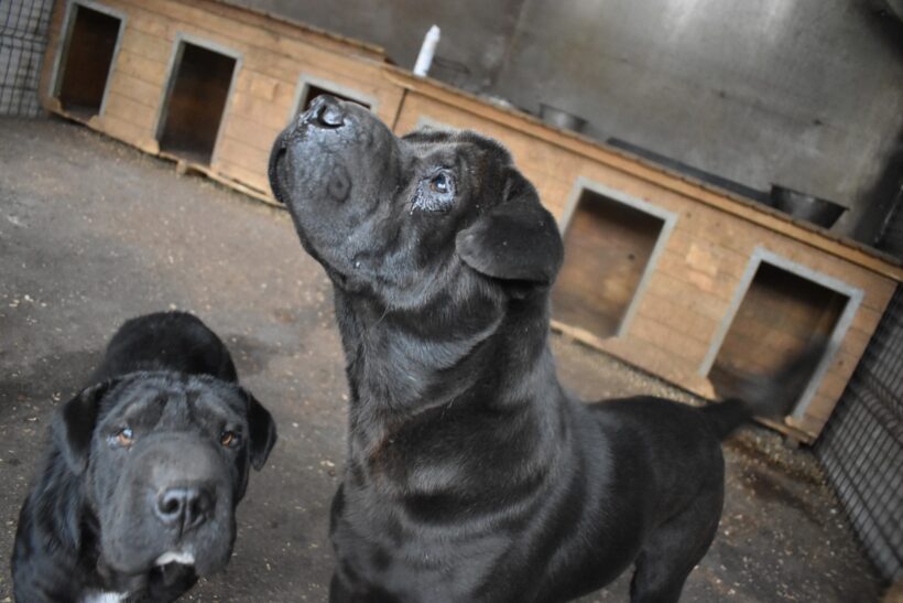 OZZY – Shar Pei – ca. 4-5 Jahre