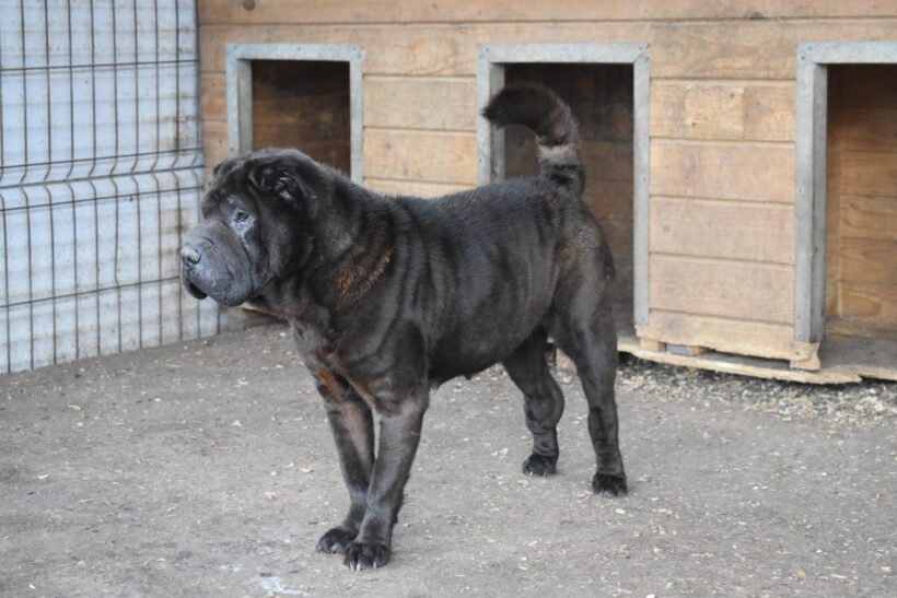 BLACK PEARL – Mini Shar Pei – ca. 7-8 Jahre