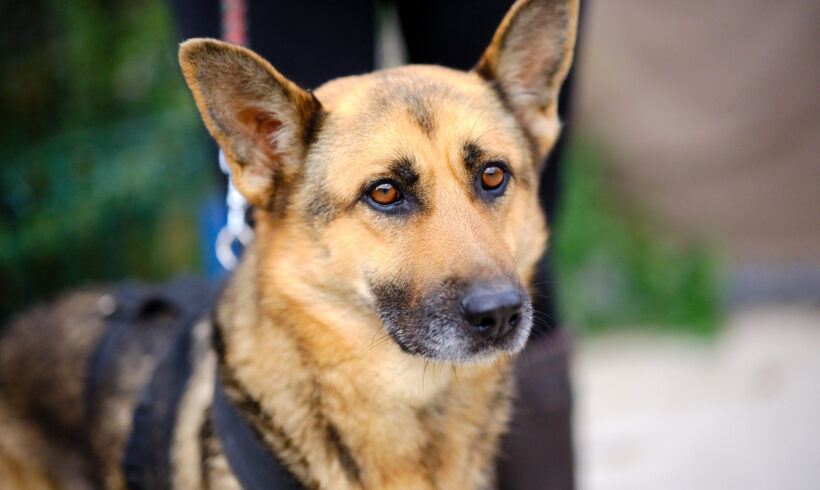 SHILA – ca. 4 – 5 Jahre