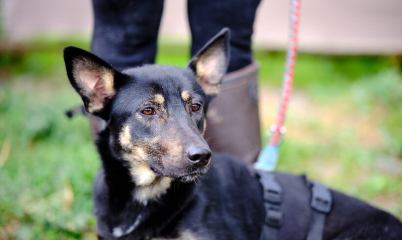 LADY ROSE – ca. 2 Jahre