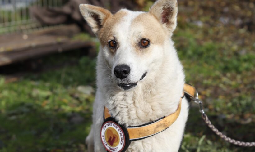 FLOCKI – ca. 7 Jahre