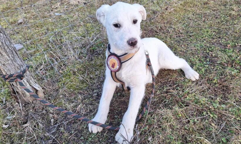 PREACHER – ca. 4 Monate