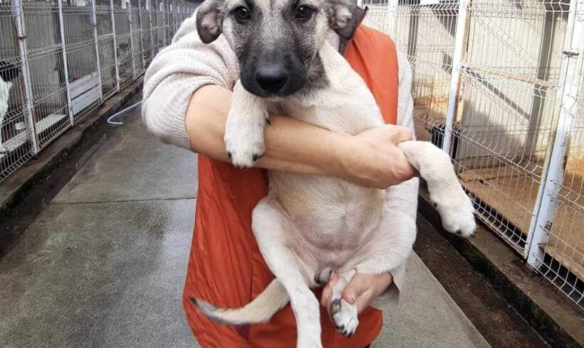 SAPHIRA – ca. 4,5 Monate