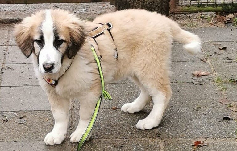 BRUNO – ca. 4 Monate