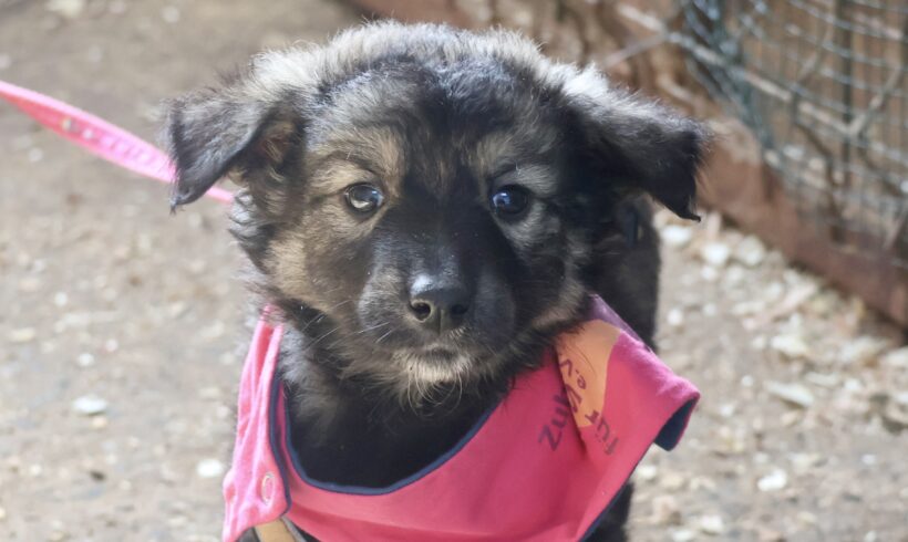 SANJATI – ca. 5 Monate