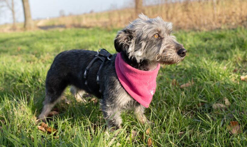 MILLIE – ca. 2 Jahre