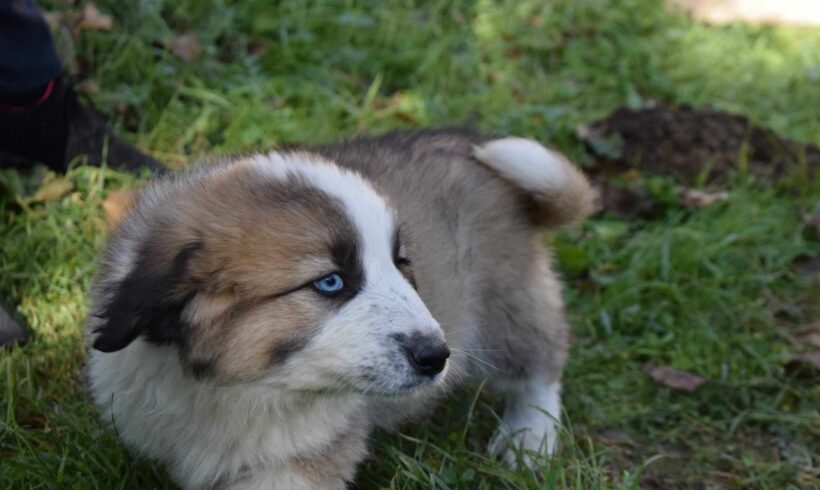 AZURA – ca. 4 Monate