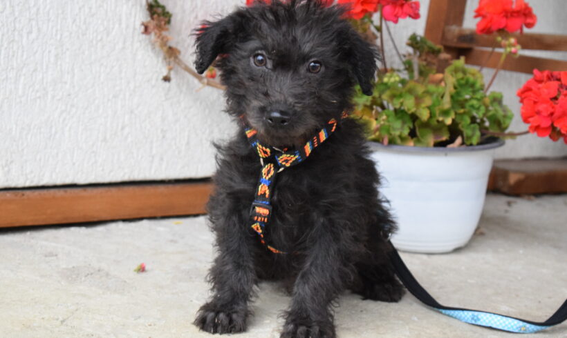 KARLO – ca. 3 Monate