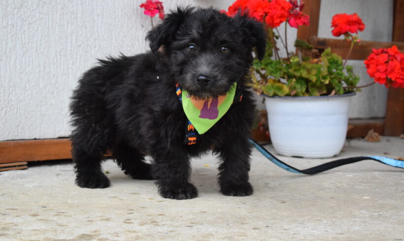 KAUE – ca. 3 Monate