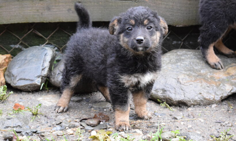 ZIRA – ca. 3,5 Monate