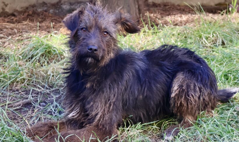 LISKA – ca. 10 Monate