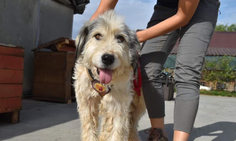 LILLI – ca. 8-10 Jahre