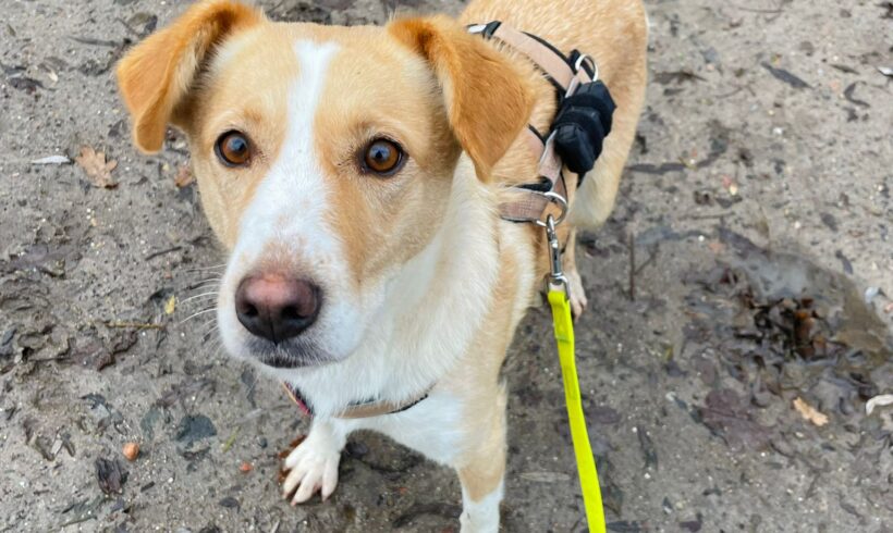 SATSUMA – ca. 1,5 Jahre