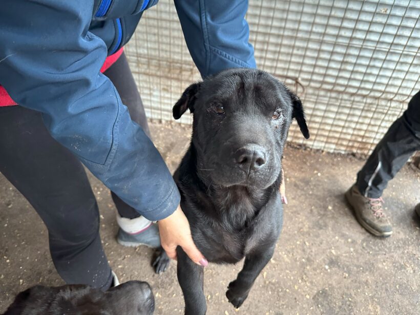 FREYA – Mini Shar Pei – ca. 1,5 Jahre