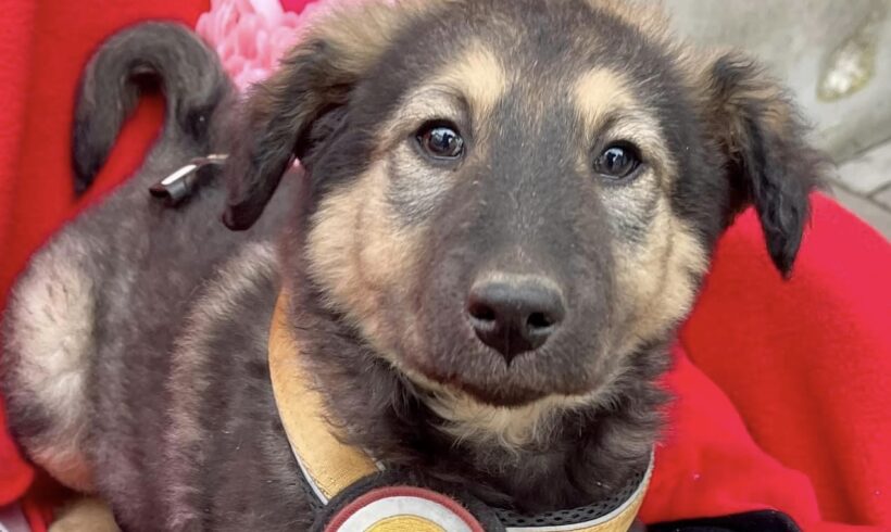 LIA – ca. 2 Monate