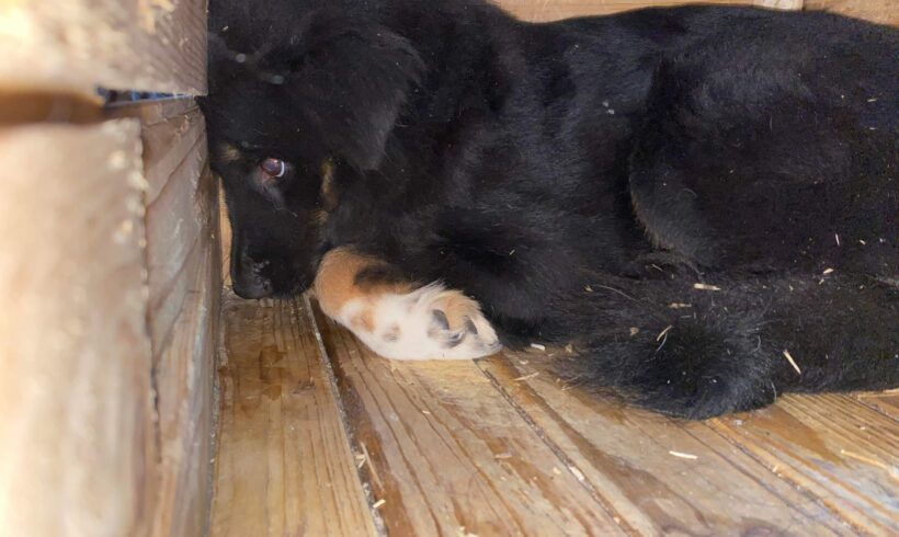 JAMALIA – ca. 2 Jahre