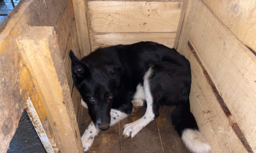 RICOLA – ca. 11-12 Monate