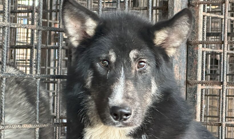 ENYA – ca. 1,5 Jahre