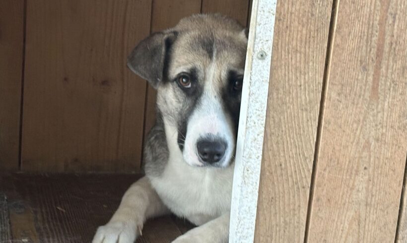 DIMA – ca. 2,5-3 Jahre