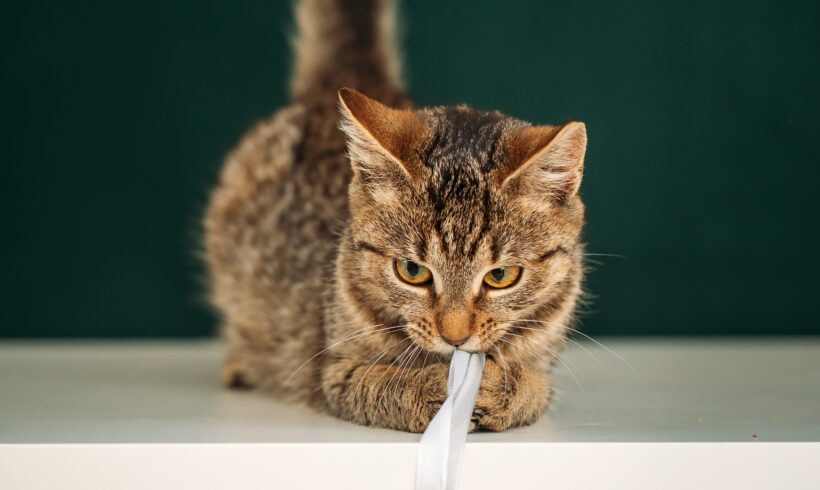 FLORA – ca. 6 Monate