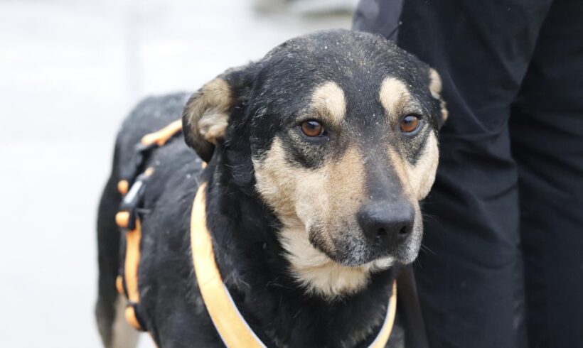 PEPPONE – ca. 8 Jahre