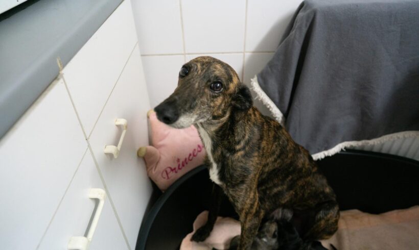 DALIA – ca. 7 Jahre