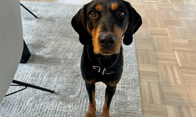 RAMONA – ca. 1,5 Jahre