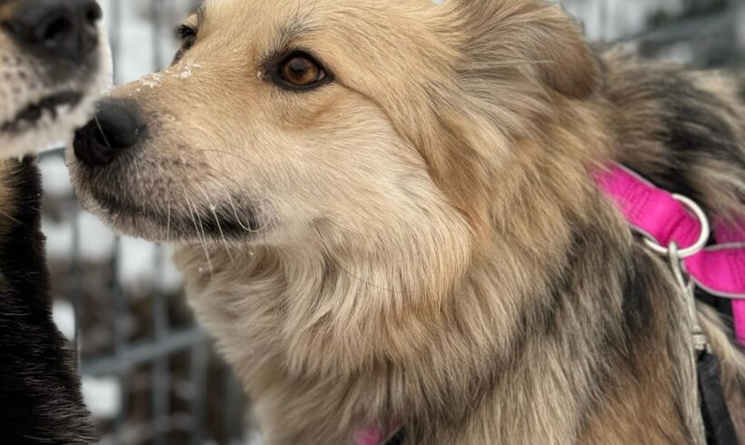 MELTEMI – ca. 3 Jahre