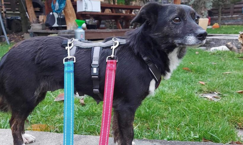 MERYEM – ca. 2 Jahre