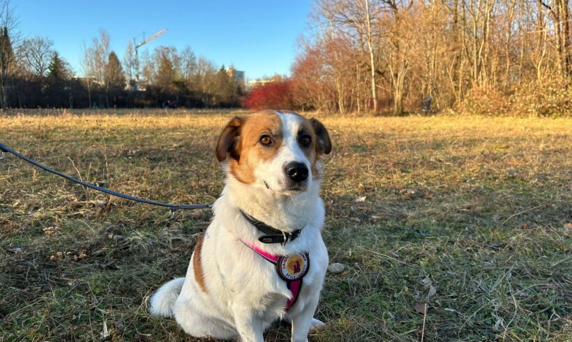 BITZI – ca. 3 Jahre