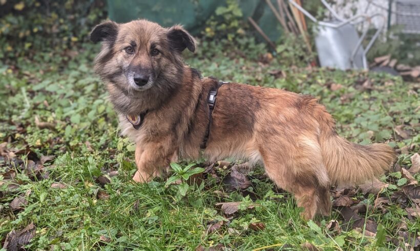 ALVA – ca. 6 Jahre