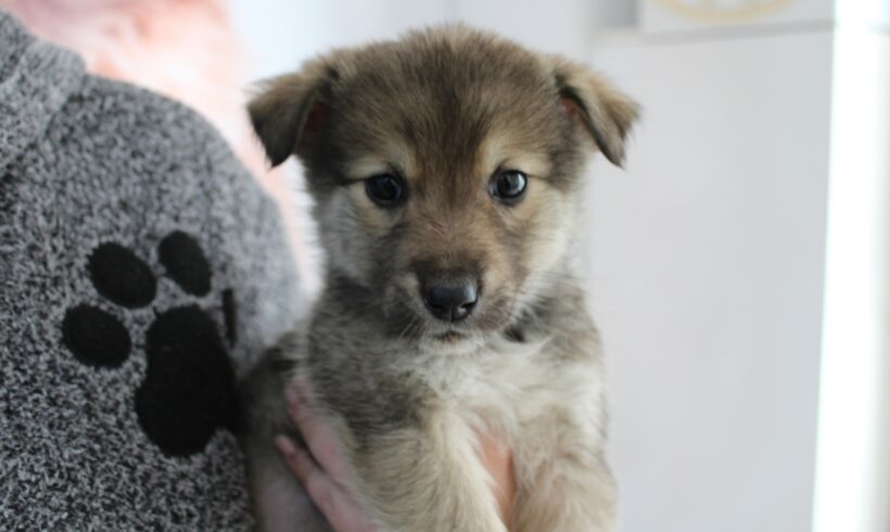 MASCHA – ca. 6 Wochen