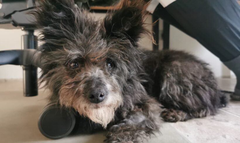 PIPER – ca. 7 Jahre